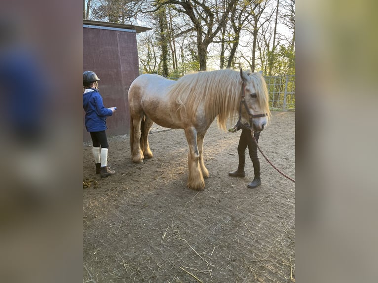 Tinker Ruin 4 Jaar 148 cm Gevlekt-paard in Eisingen