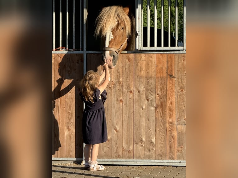Tinker Mix Ruin 4 Jaar 149 cm Appaloosa in Teltow