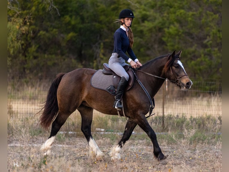 Tinker Mix Ruin 4 Jaar 150 cm Buckskin in Weatherford