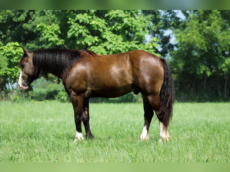 Tinker Mix Ruin 4 Jaar 150 cm Buckskin in Plano