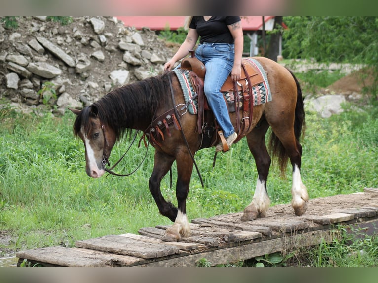 Tinker Mix Ruin 4 Jaar 150 cm Buckskin in Plano