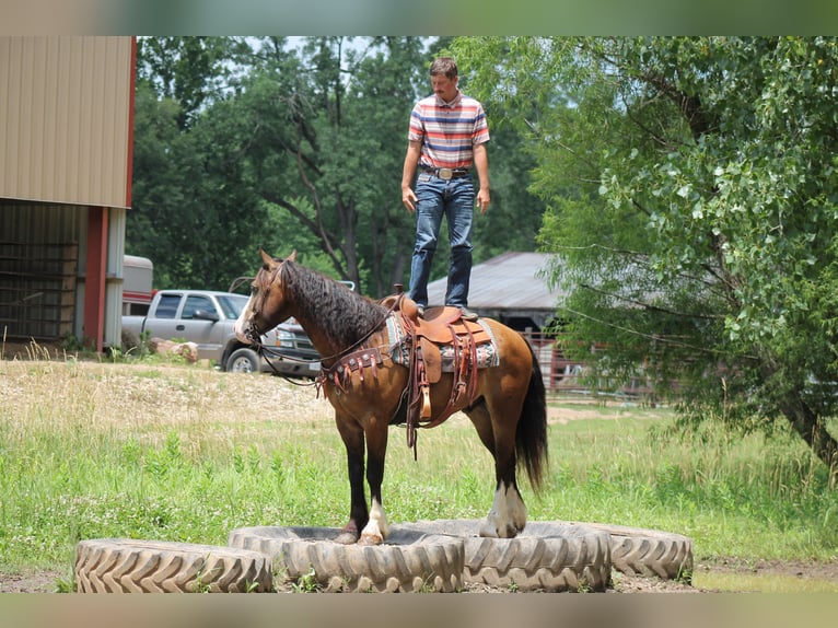 Tinker Mix Ruin 4 Jaar 150 cm Buckskin in Plano