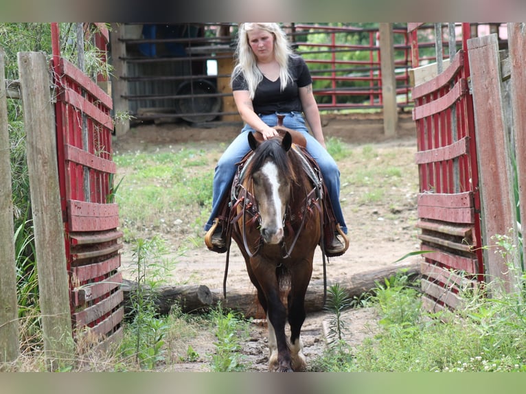 Tinker Mix Ruin 4 Jaar 150 cm Buckskin in Plano