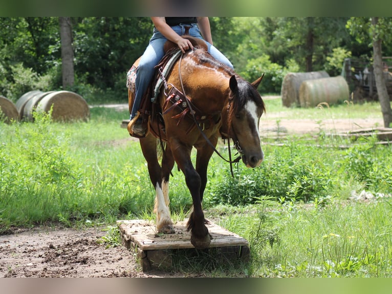 Tinker Mix Ruin 4 Jaar 150 cm Buckskin in Plano