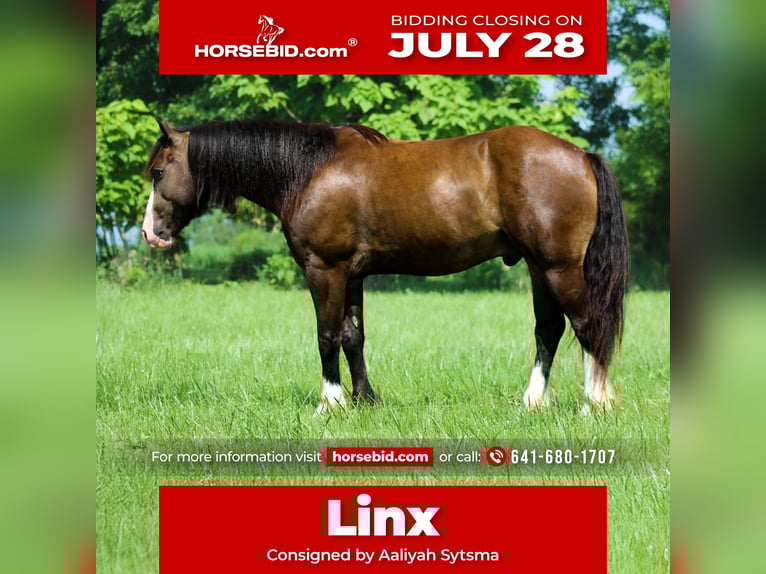 Tinker Mix Ruin 4 Jaar 150 cm Buckskin in Plano