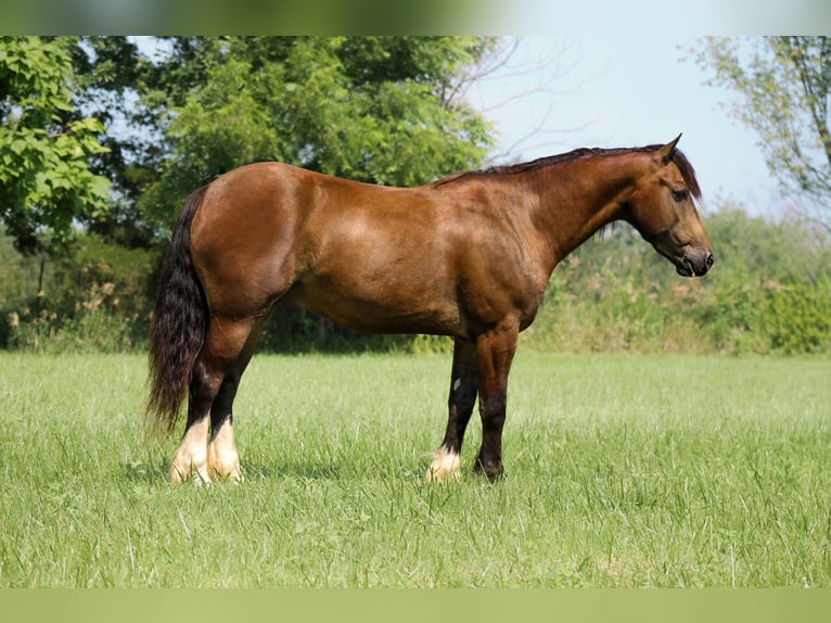 Tinker Mix Ruin 4 Jaar 150 cm Buckskin in Plano