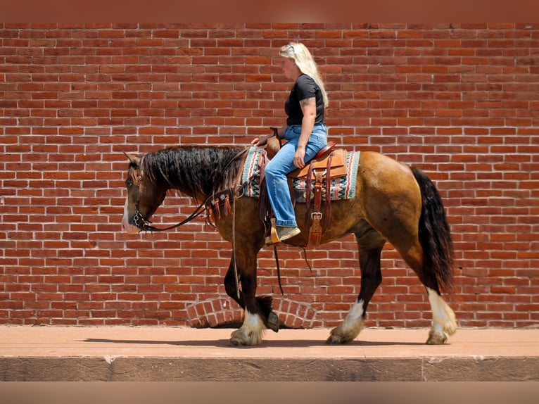 Tinker Mix Ruin 4 Jaar 150 cm Buckskin in Plano