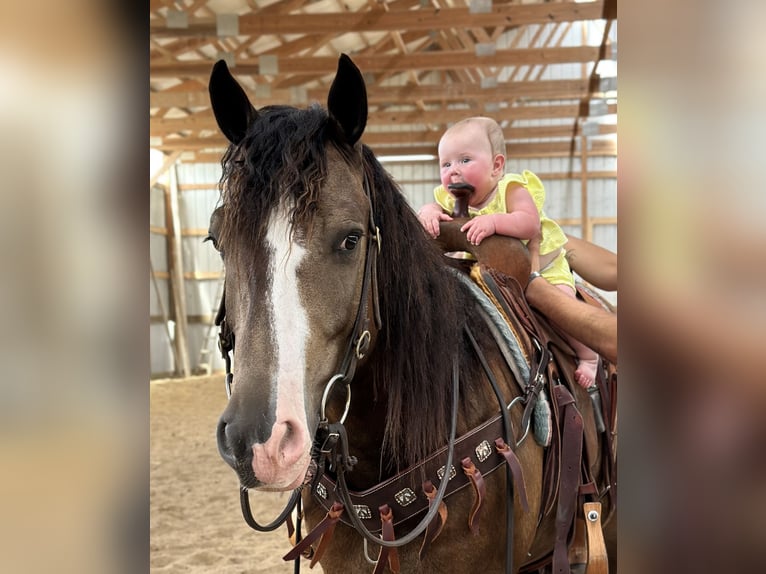 Tinker Mix Ruin 4 Jaar 150 cm Buckskin in Plano