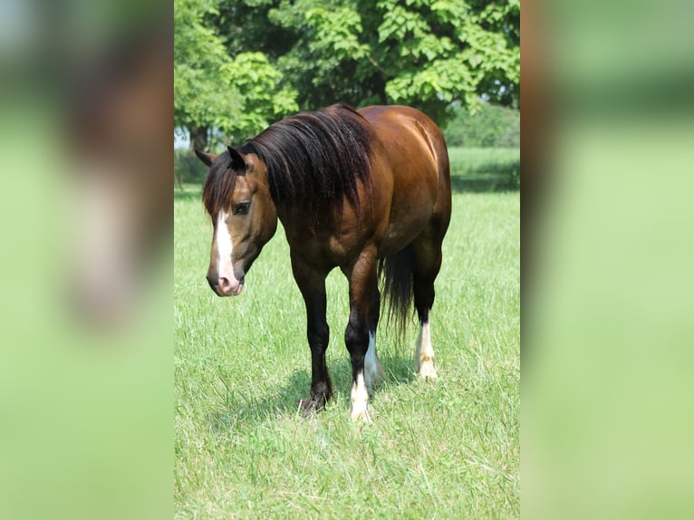 Tinker Mix Ruin 4 Jaar 150 cm Buckskin in Plano