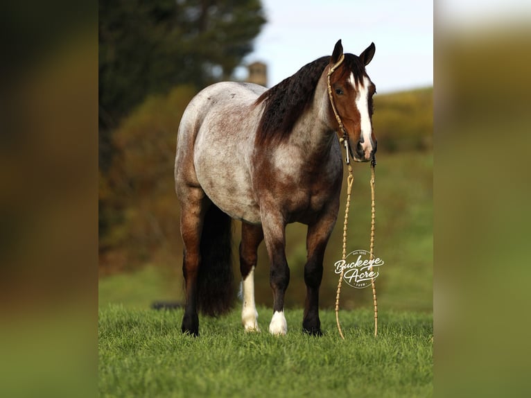 Tinker Mix Ruin 4 Jaar 150 cm Roan-Bay in Millersburg