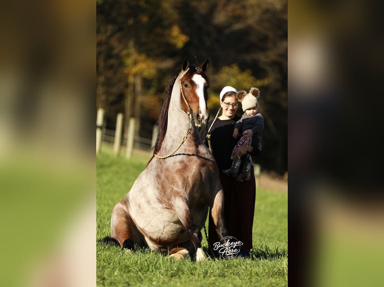 Tinker Mix Ruin 4 Jaar 150 cm Roan-Bay in Millersburg