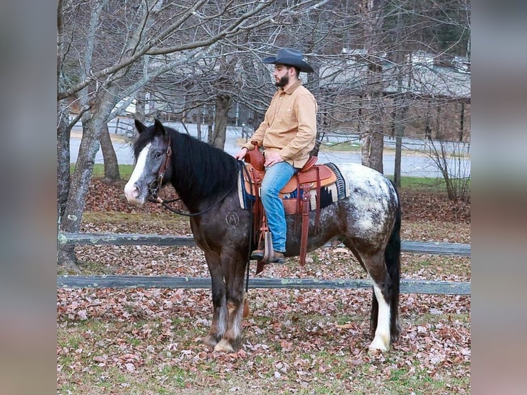 Tinker Mix Ruin 4 Jaar 150 cm Zwart in Blairsville