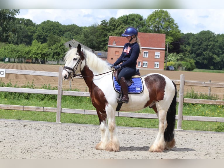 Tinker Ruin 4 Jaar 151 cm Gevlekt-paard in Pepingen