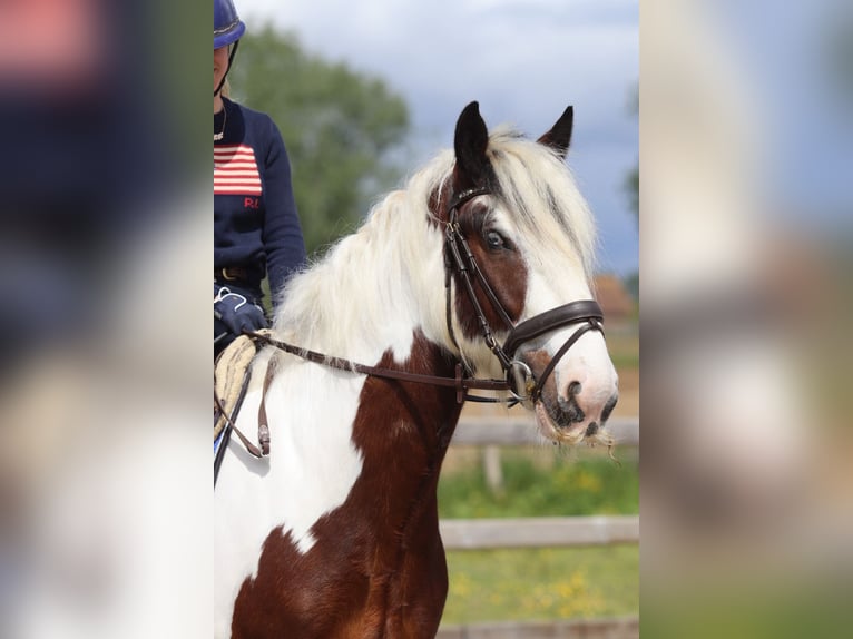 Tinker Ruin 4 Jaar 151 cm Gevlekt-paard in Pepingen