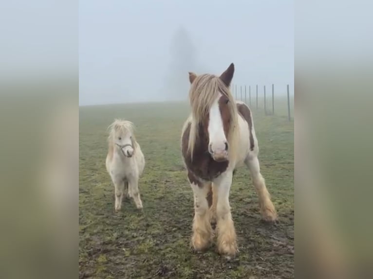 Tinker Ruin 4 Jaar 152 cm Gevlekt-paard in Kirchdorf an der Krems