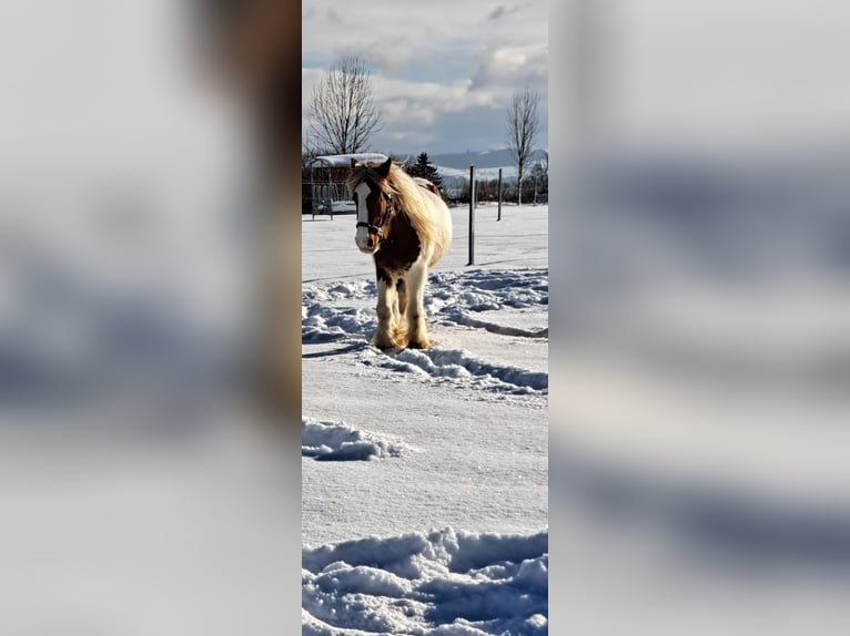 Tinker Ruin 4 Jaar 152 cm Gevlekt-paard in Kirchdorf an der Krems
