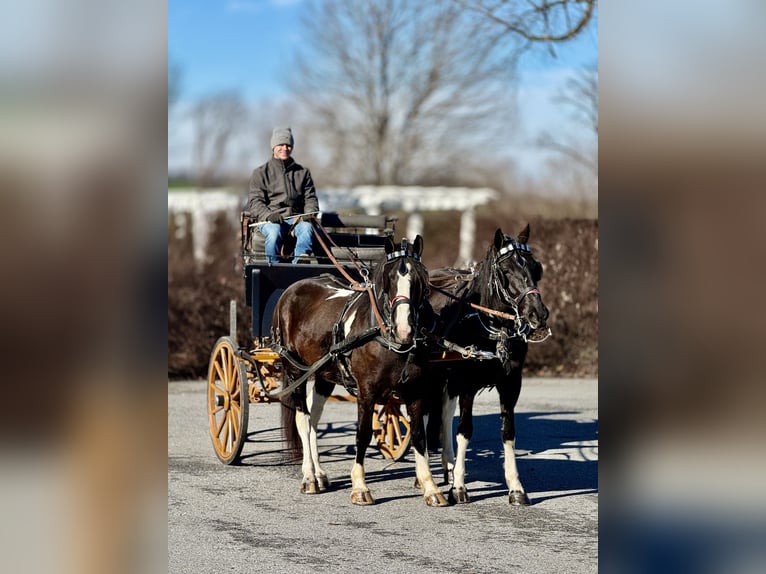 Tinker Mix Ruin 4 Jaar 152 cm Gevlekt-paard in Gap