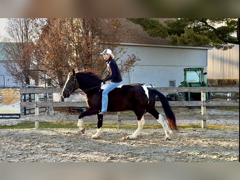 Tinker Mix Ruin 4 Jaar 152 cm Gevlekt-paard in Gap