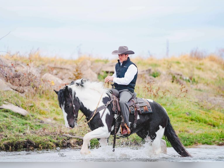 Tinker Mix Ruin 4 Jaar 152 cm Gevlekt-paard in Independence