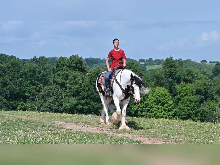 Tinker Ruin 4 Jaar 157 cm Tobiano-alle-kleuren in Millersburg, OH