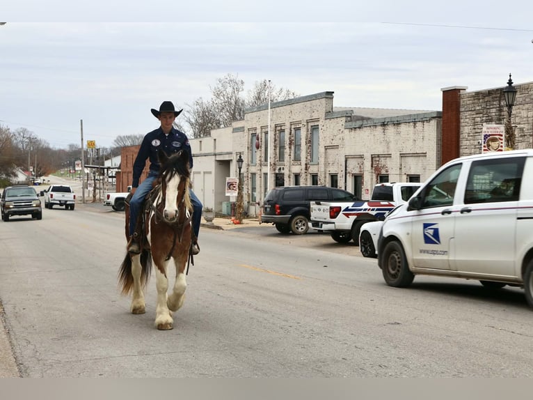 Tinker Mix Ruin 4 Jaar 160 cm Gevlekt-paard in Auburn