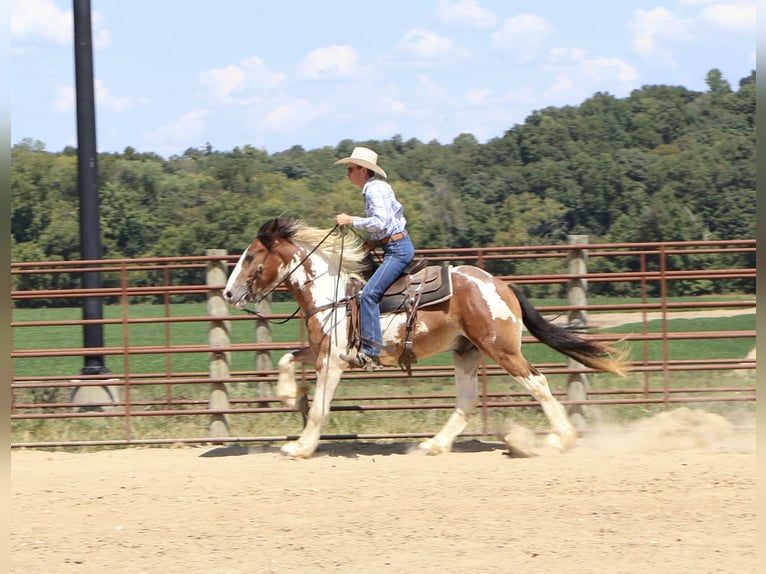 Tinker Mix Ruin 4 Jaar 160 cm Gevlekt-paard in Auburn