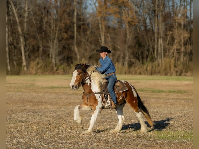 Tinker Mix Ruin 4 Jaar 160 cm Gevlekt-paard in Auburn