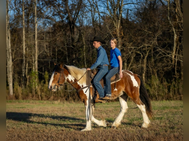 Tinker Mix Ruin 4 Jaar 160 cm Gevlekt-paard in Auburn