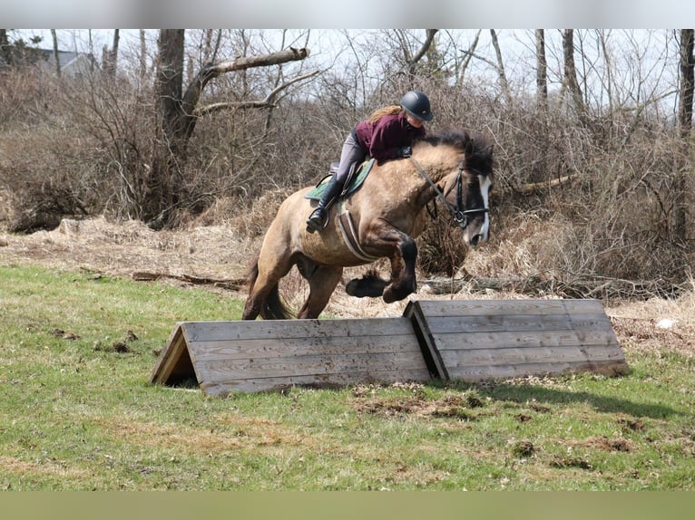 Tinker Mix Ruin 4 Jaar 160 cm Grullo in Perkasie