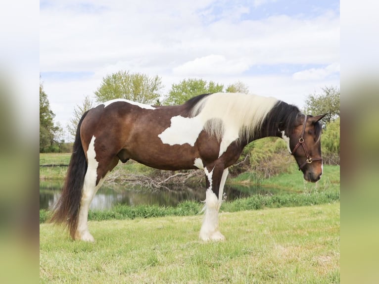 Tinker Mix Ruin 4 Jaar 163 cm Gevlekt-paard in Howell