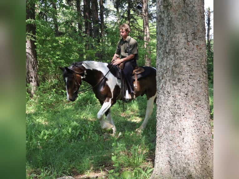 Tinker Mix Ruin 4 Jaar 163 cm Gevlekt-paard in Howell