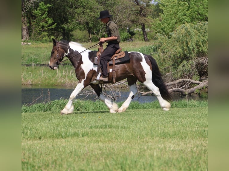 Tinker Mix Ruin 4 Jaar 163 cm Gevlekt-paard in Howell
