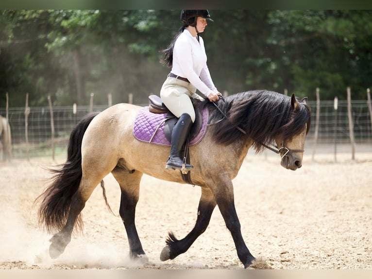 Tinker Mix Ruin 4 Jaar Buckskin in Bloomburg