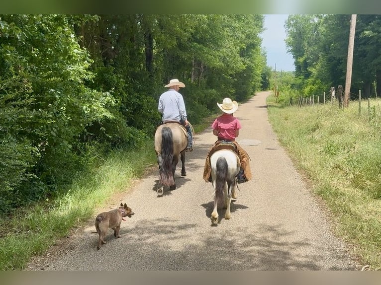 Tinker Mix Ruin 4 Jaar Buckskin in Bloomburg