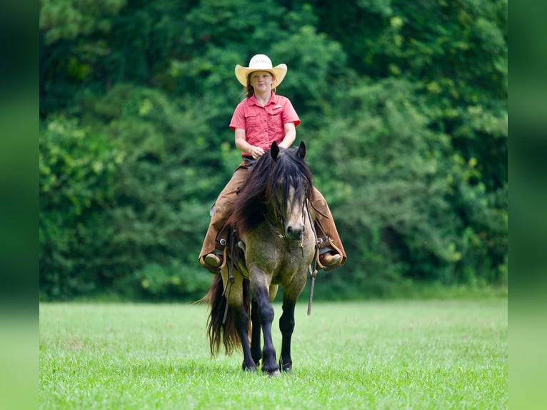 Tinker Mix Ruin 4 Jaar Buckskin in Bloomburg