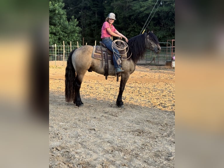 Tinker Mix Ruin 4 Jaar Buckskin in Bloomburg