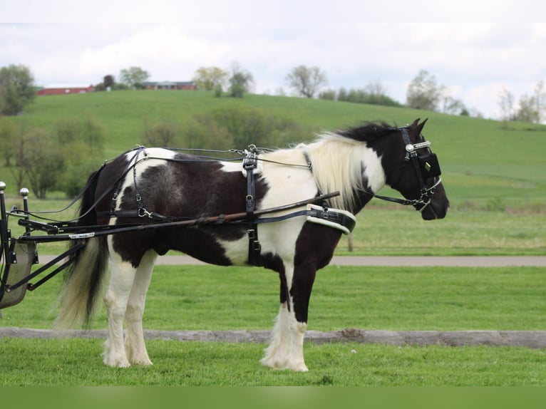 Tinker Mix Ruin 4 Jaar Gevlekt-paard in Millersburg
