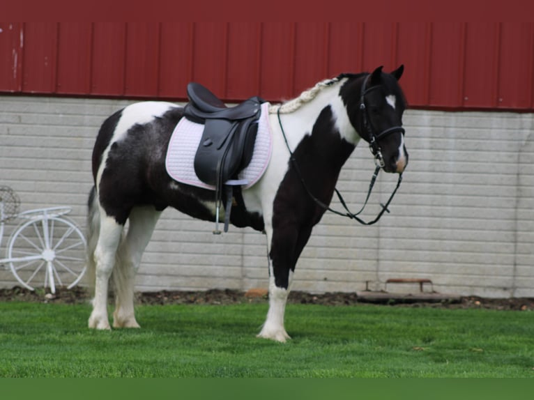 Tinker Mix Ruin 4 Jaar Gevlekt-paard in Millersburg