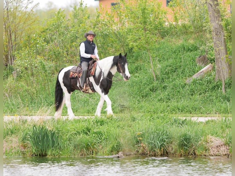 Tinker Mix Ruin 4 Jaar Gevlekt-paard in Independence