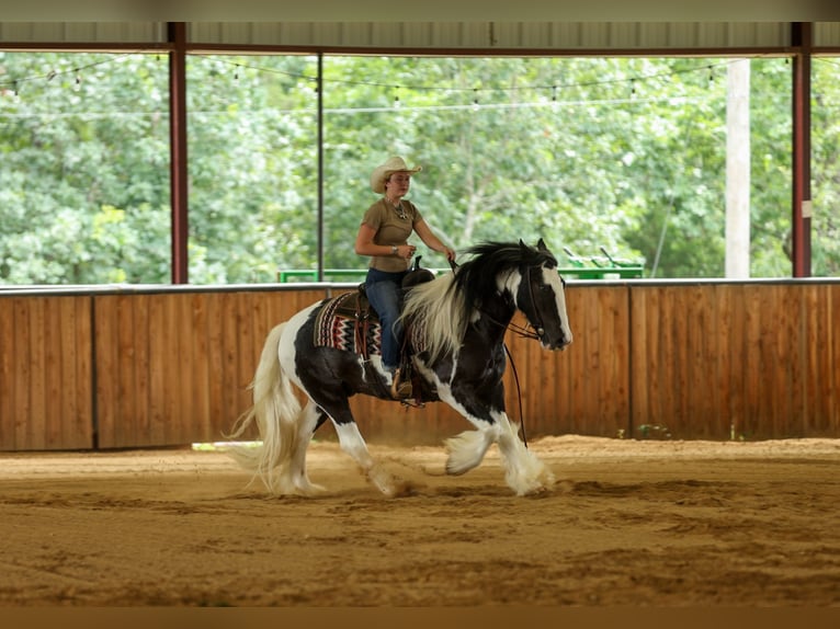 Tinker Ruin 4 Jaar Gevlekt-paard in Quitman