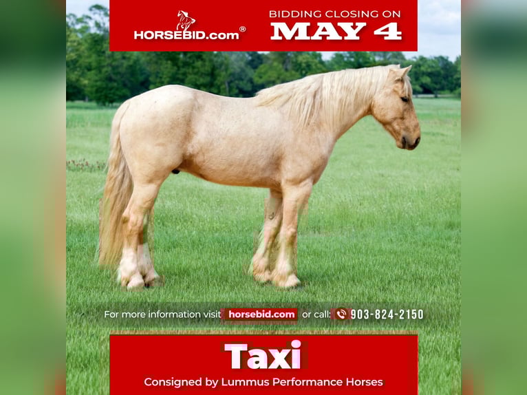 Tinker Mix Ruin 4 Jaar Palomino in Bloomburg