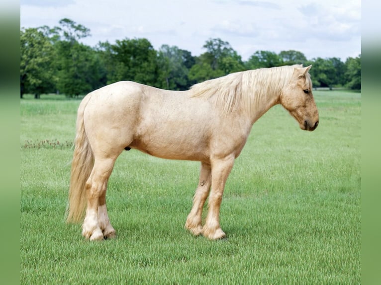 Tinker Mix Ruin 4 Jaar Palomino in Bloomburg