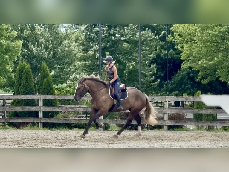 Tinker Mix Ruin 4 Jaar  in Gap