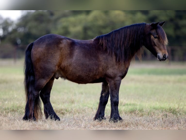 Tinker Mix Ruin 5 Jaar 107 cm Roodbruin in Weatherford