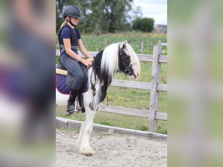 Tinker Ruin 5 Jaar 120 cm Gevlekt-paard in Pepingen