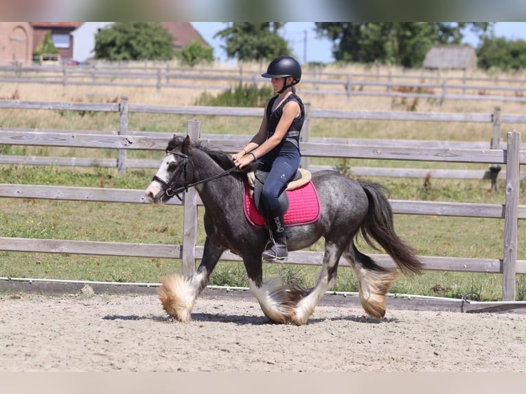 Tinker Ruin 5 Jaar 120 cm Roan-Blue in Pepingen