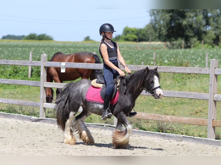 Tinker Ruin 5 Jaar 120 cm Roan-Blue in Pepingen