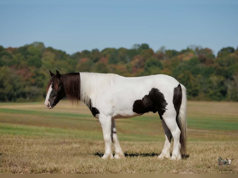 Tinker Ruin 5 Jaar 124 cm Gevlekt-paard in Auburn