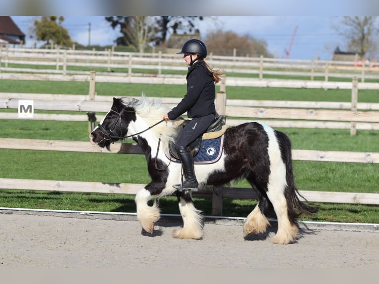 Tinker Ruin 5 Jaar 125 cm Gevlekt-paard in Pepingen