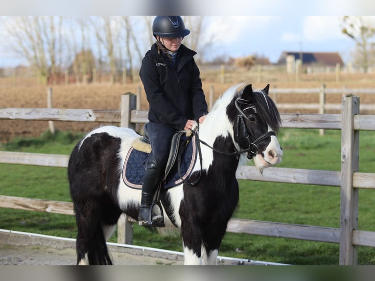 Tinker Ruin 5 Jaar 125 cm Gevlekt-paard in Pepingen